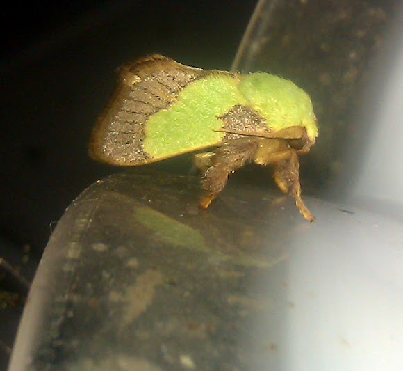 Spotting Image 1