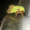 Parasa Moth 