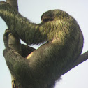 Sloth with Moss