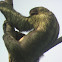 Sloth with Moss