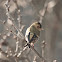 Siskin