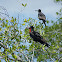 Magnificent Frigatebird