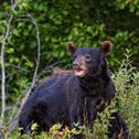 Black bear