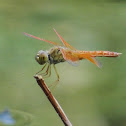 Ditch Jewel Male