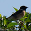 Stonechat