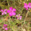 Wild Carnation