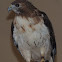 Red-tailed Hawk