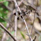 Common whitetail dragonfly