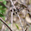 Common whitetail dragonfly
