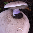 Wood blewit