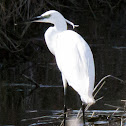 Little Egret; Garceta Común