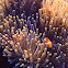 Ocellaris Clownfish