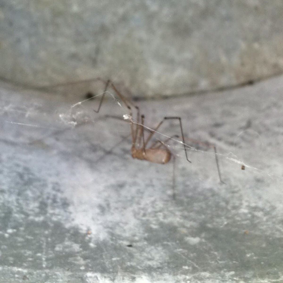 Long-bodied Cellar Spider