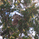 Grey Squirrel