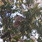 Grey Squirrel