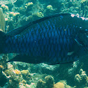 Midnight parrotfish