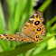 meadow argus