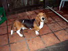 Exelentes Basset Hound  Hush Pupies