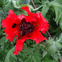 Oriental Poppy