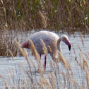 Greater Flamingo; Flamenco