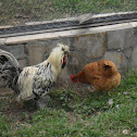 gallo