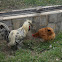 gallo