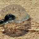 Portuguese Man 'o War