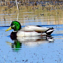 Mallard Duck