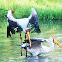 Yellow-Billed Stork