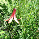 Canadian wild lily