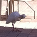 American White Ibis