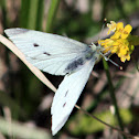 Small White