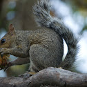 Eastern Gray Squirrel