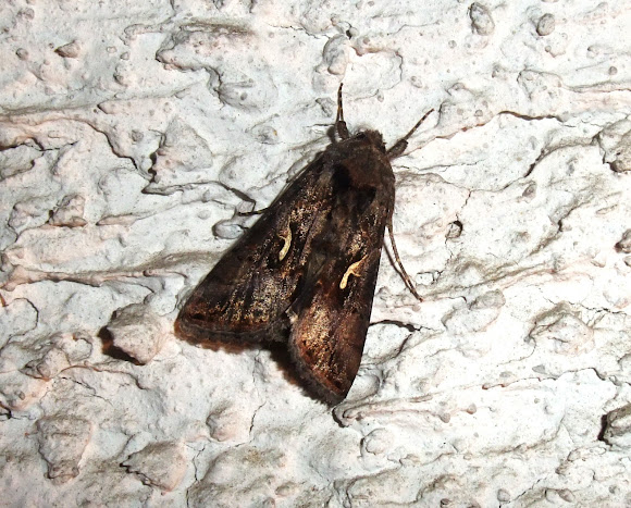 Spotting Image 1