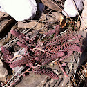 Stonecrop