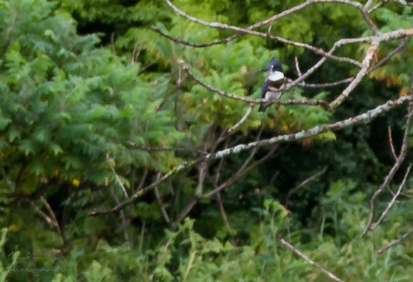 Spotting Image 1