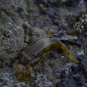 Northern Clingfish