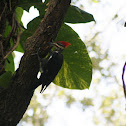 Pileated Woodpecker