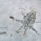 Nauplius