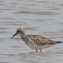 Lesser Yellowlegs
