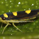 three-spot leafhopper