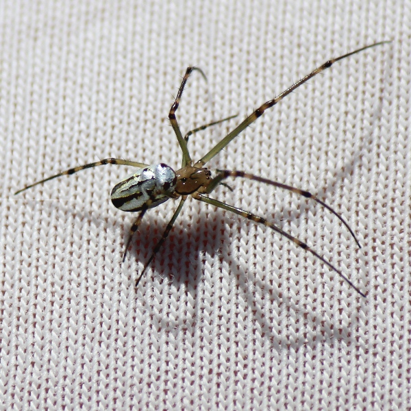Silver Orb Spider Project Noah