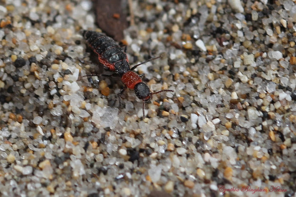 Spotting Image 1