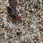 Soft-winged Flower Beetle
