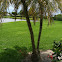 Robolini (palm tree)