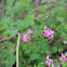 Wall Fumitory