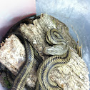 Yellow Rat Snake
