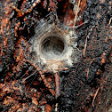 Funnel-shaped Web