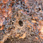 funnel web, web