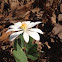 Bloodroot